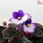 Saintpaulia 105P《紫罗兰》Y05 (Random Choose Colors)