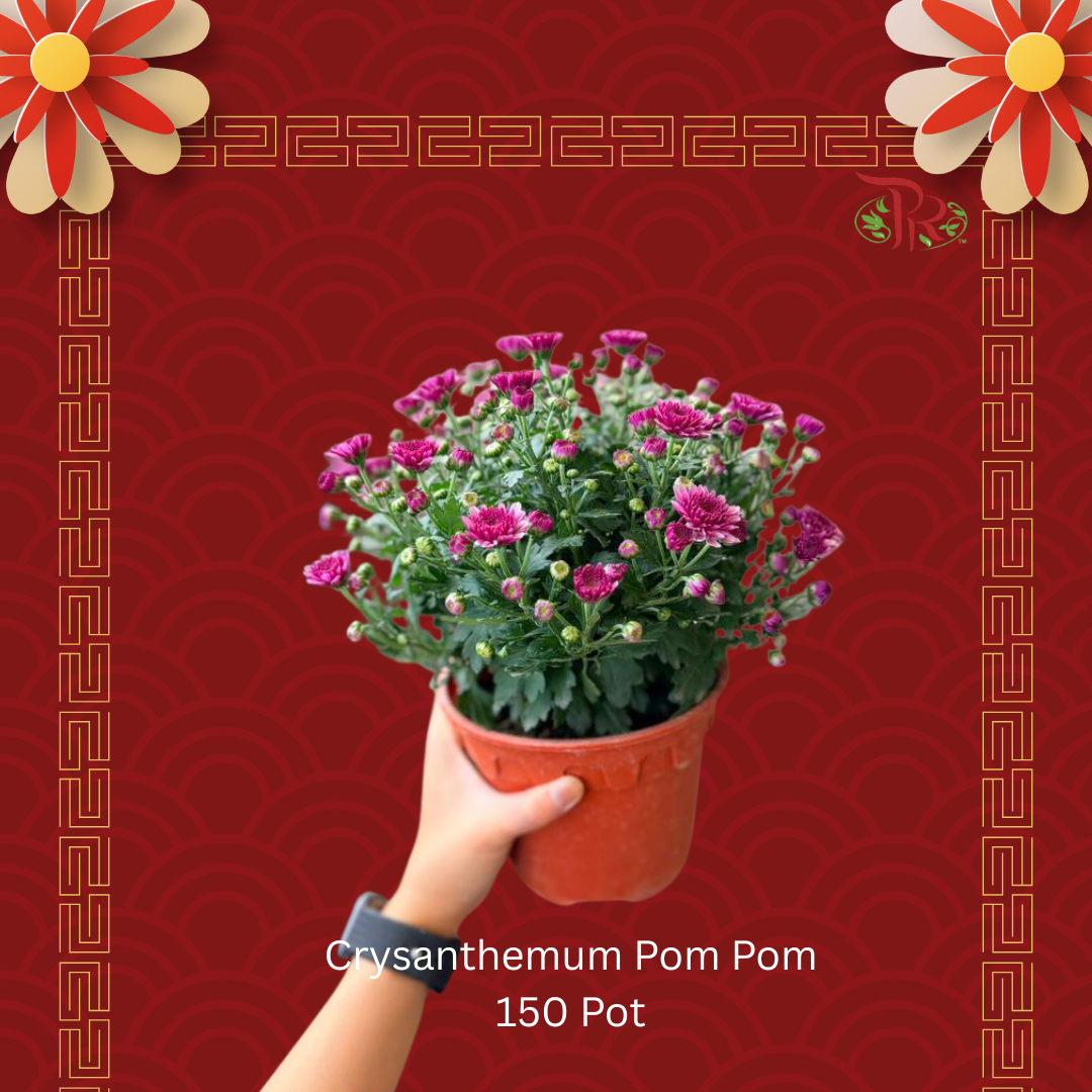 Chrysanthemum Pom Pom 150 Pot - Random Choose Colour