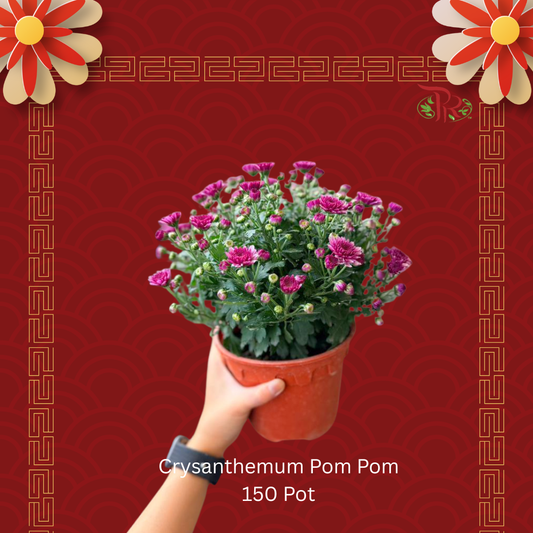 Chrysanthemum Pom Pom 150 Pot - Random Choose Colour