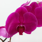 2in1 Orchids Arrangement With Gold Wrapping Cloth (Random Choose Orchid Color, Design & Deco)