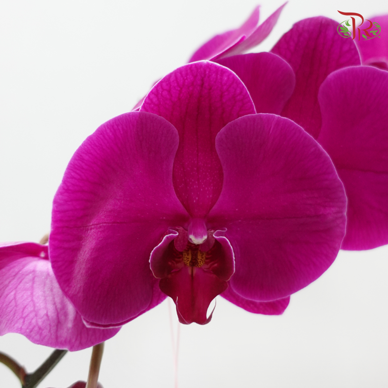 2in1 Orchids Arrangement With Gold Wrapping Cloth (Random Choose Orchid Color, Design & Deco)