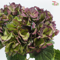 Hydrangea - Bicolour Dark Purple & Green (Per Stem)