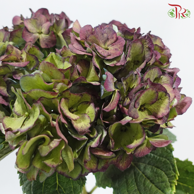 Hydrangea - Bicolour Dark Purple & Green (Per Stem)