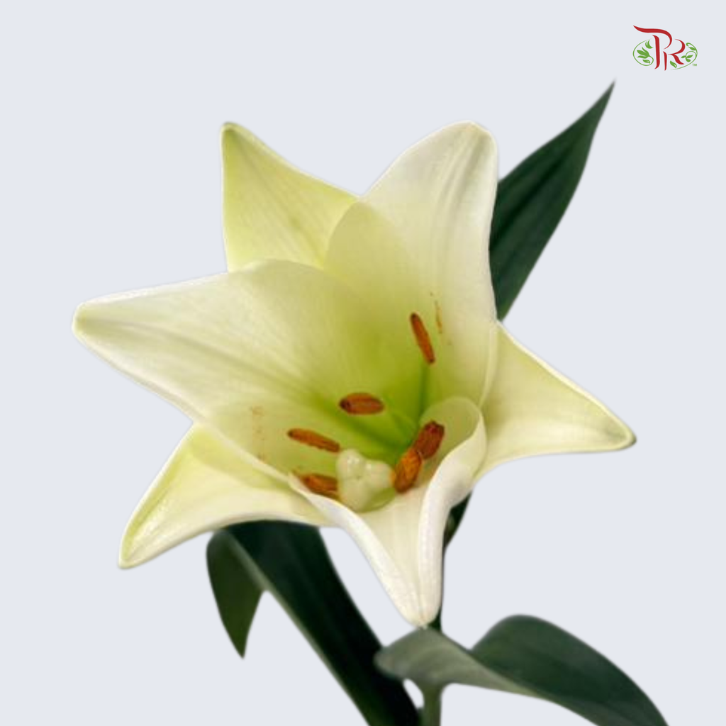 Madonna Lily (A) - 10 Stems