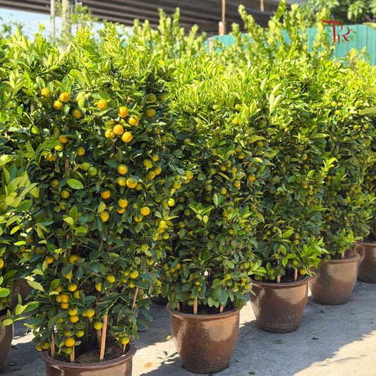 本地桔子树/金桔树 Local Lime Tree/ Kumquat Lime Tree