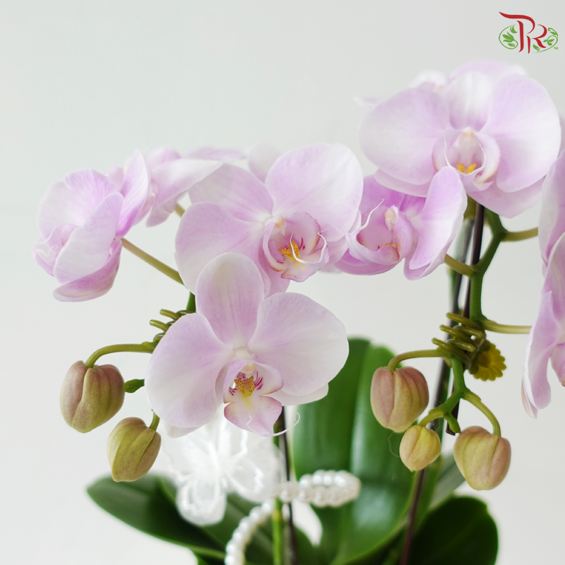 Papillon Orchid Orchids Arrangement