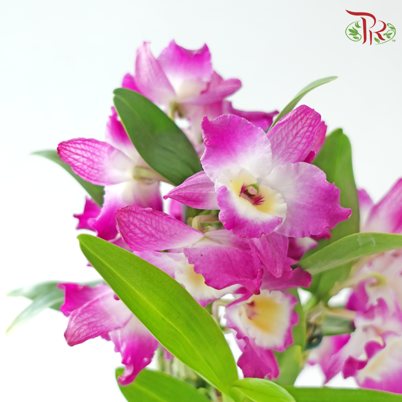 Dendrobium Nobile Cultivars 120 - 30cm《金钗石斛》