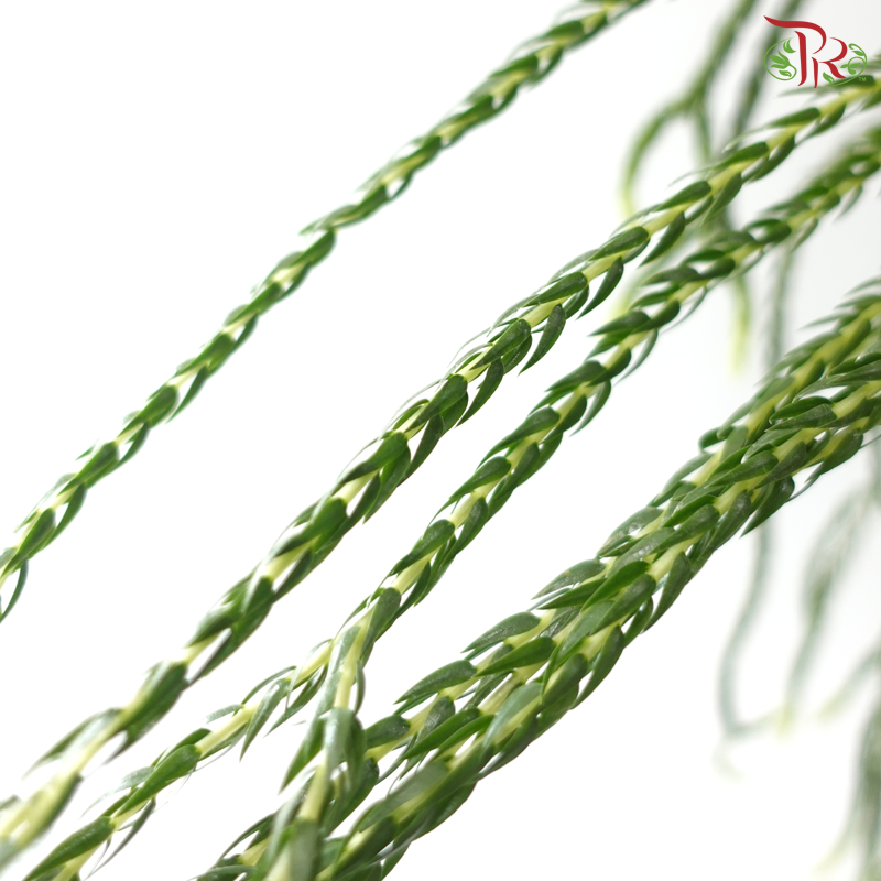 Lycopodiopsida Clubmoss《石松》