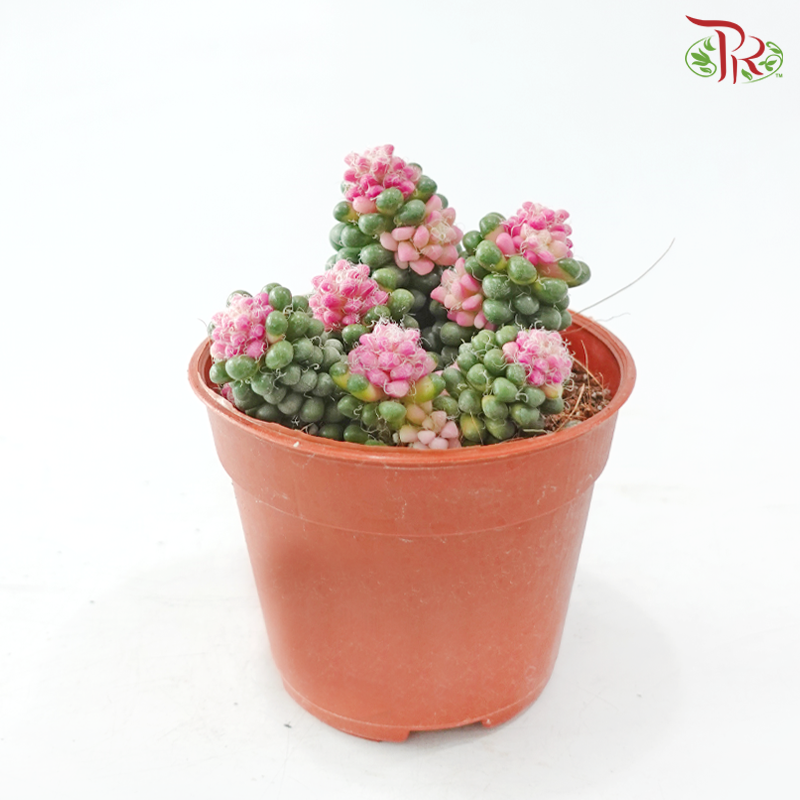 Succulent Colour P105《多肉》