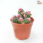 Succulent Colour P105《多肉》