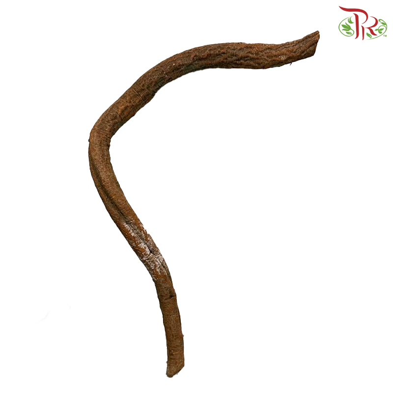 Corylus (4-6FT)  (Per Stem)