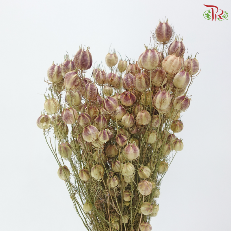 Dry Nigella Natural (Per Bunch)