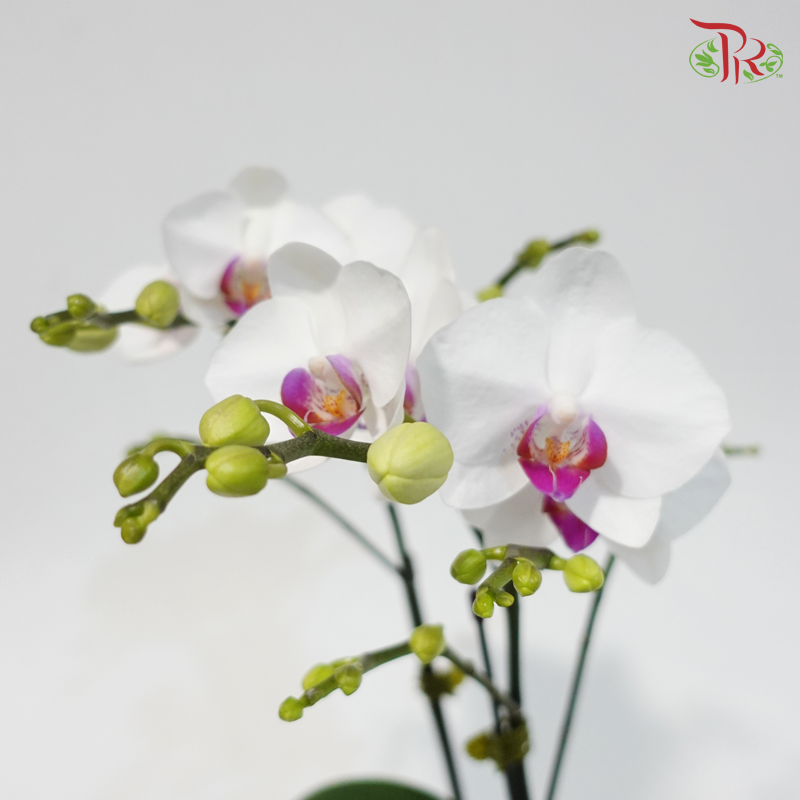 Mini Double Stems Phalaenopsis Orchid - White With Pink Lips - SM4501 (SM450-1) (Without Vase)