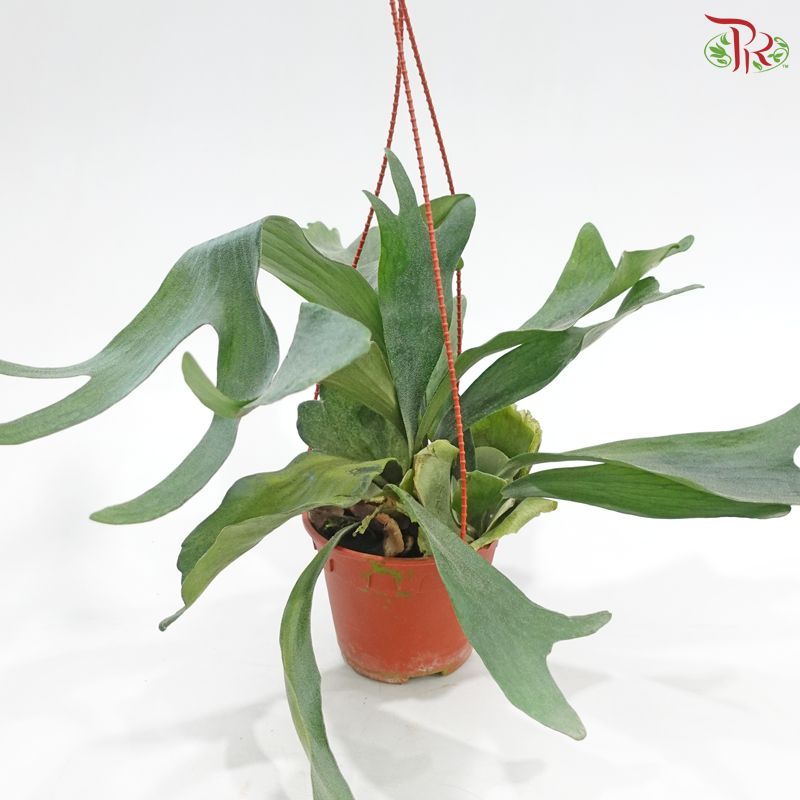 Staghorn Fern《鹿角蕨》