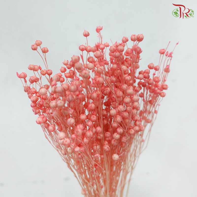 Dry Linum - Pink (Per Bunch)