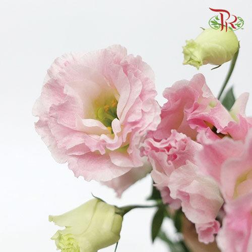 Eustoma - Pink & White (2 Stems) - Pudu Ria Florist