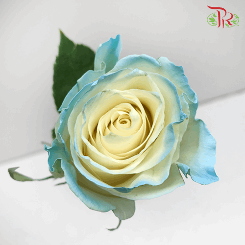 Rose - White Sky (10 Stems) - Pudu Ria Florist