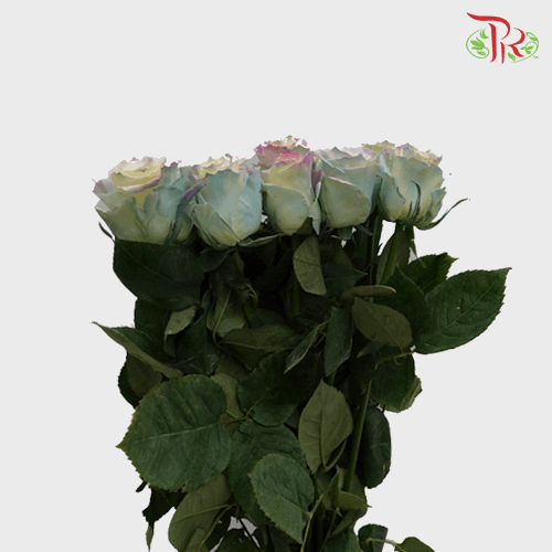Rose - Sweet Aurora Boreal (10 Stems) - Pudu Ria Florist