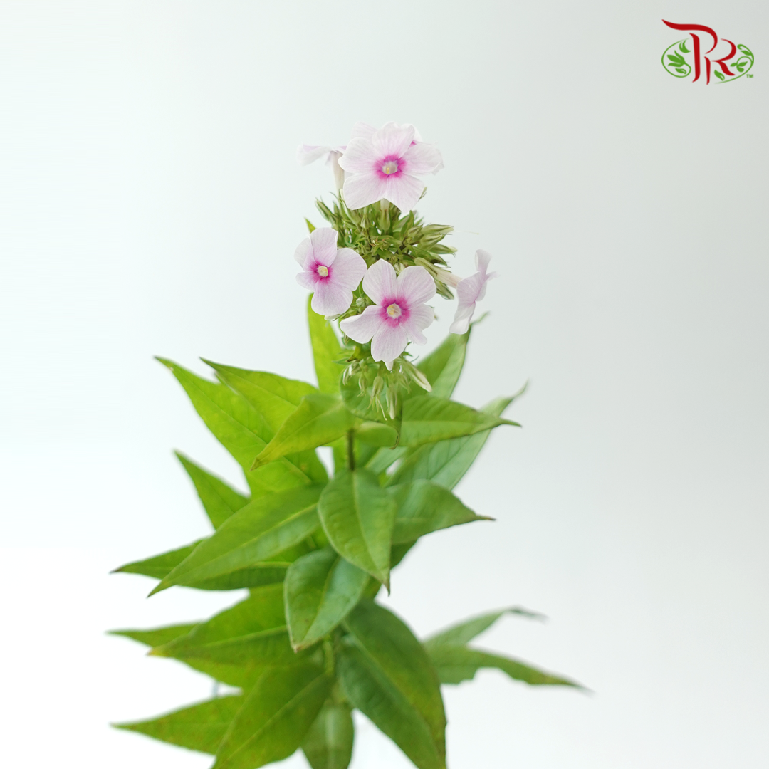 Phlox - Light Pink (Per Bunch)