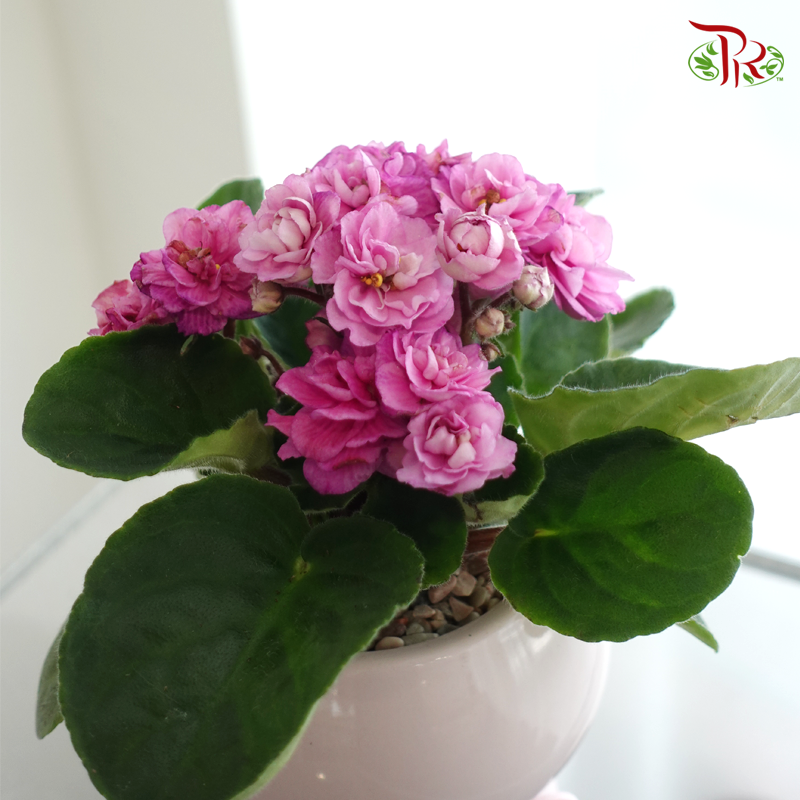 【Mum's Series】Blooming Love – African Violet 《绽放的紫罗兰》