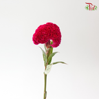 Celosia Round - Dark Cherry Pink (3 Stems)