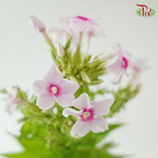 Phlox - Light Pink (Per Bunch)
