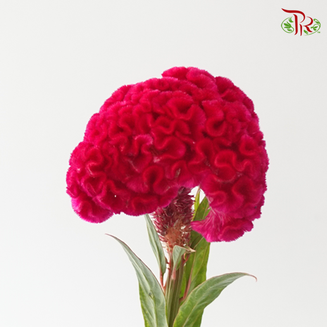 Celosia Round - Dark Cherry Pink (3 Stems)