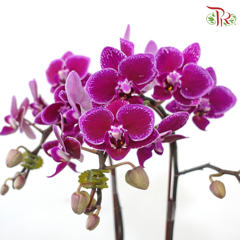 【Gift Series】A Kiss of Orchid (Random Choose Orchid Color)