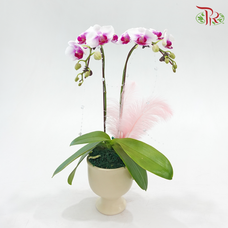 【Gift Series】Hearts in Bloom (Random Choose Orchid Color & Deco)