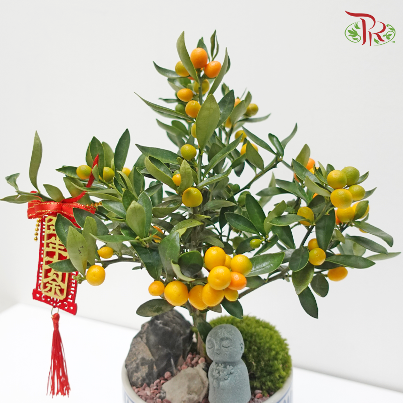 CNY Golden Bean Arrangement in Cylinder Qing Hua Ci Pot《蛇衔金豆》(Random Choose Design, Pot & CNY Ornaments)