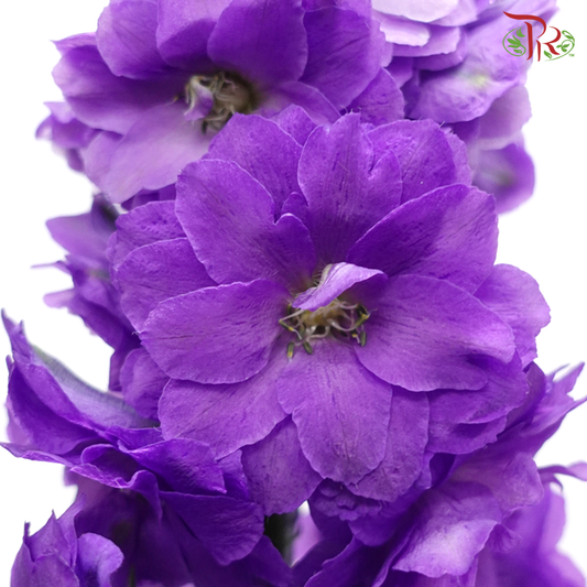 Delphinium (70-90cm) -  Dark Purple (5 Stems) - Pudu Ria Florist