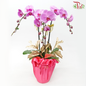 【Gift Series】Harmoni Orchids Arrangement