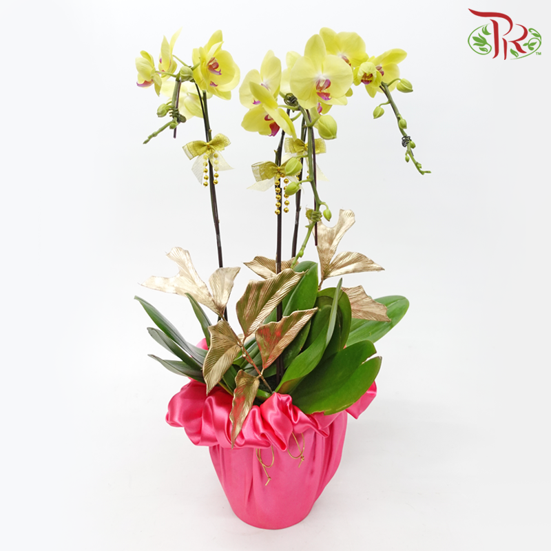 【Gift Series】Harmoni Raya Orchids Arrangement