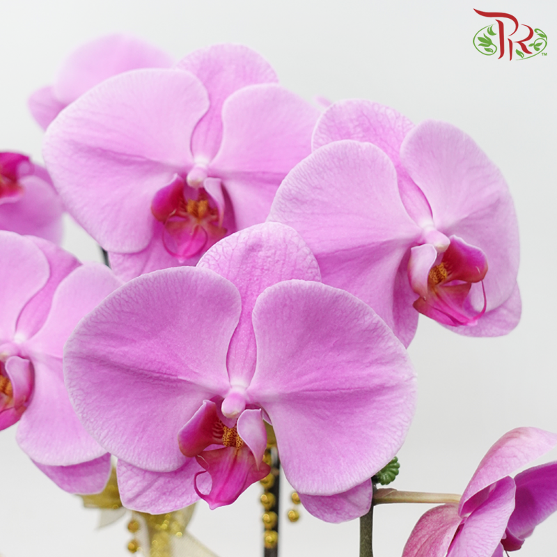 【Gift Series】Harmoni Raya Orchids Arrangement