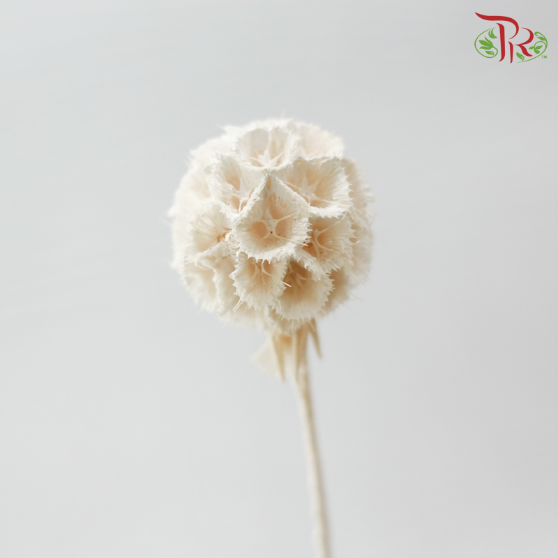 Preserved Scabiosa - White (Per Bunch)