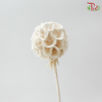 Preserved Scabiosa - White (Per Bunch)