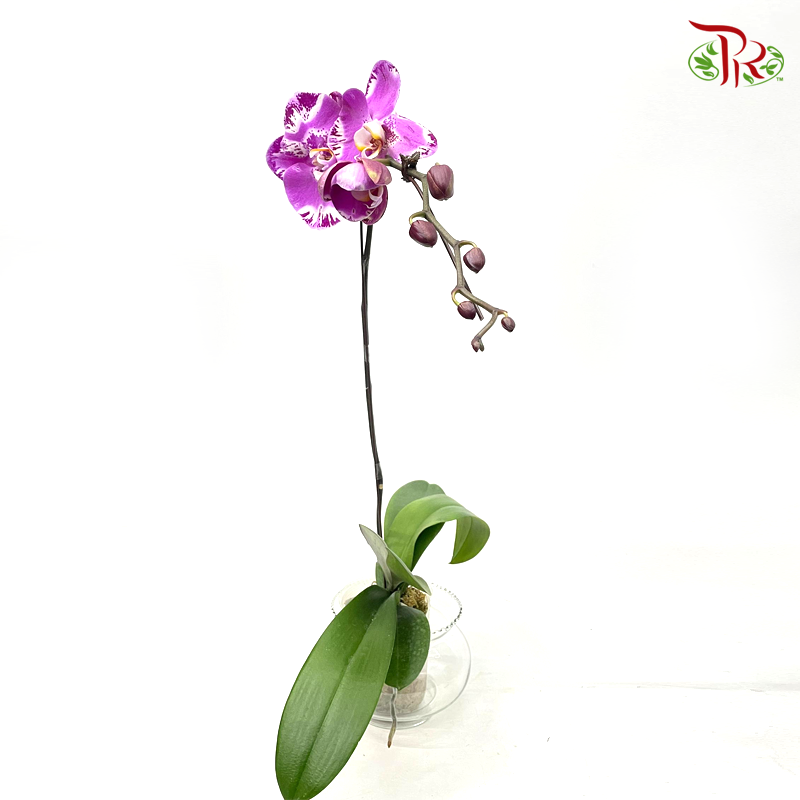 Phalaenopsis Ochid (China)- 3.5 Inch Pot (Double Stems or Single Stem)