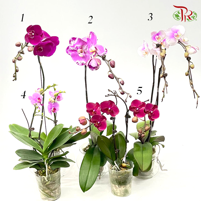 Phalaenopsis Ochid (China)- 3.5 Inch Pot (Double Stems or Single Stem)