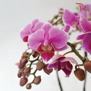 Mini Double Stems Phalaenopsis Orchid - Light Purple (Without Vase)