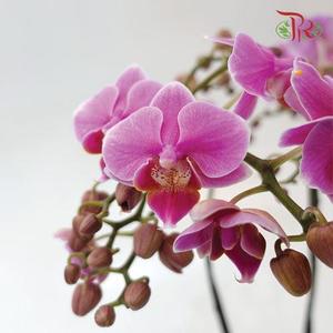 Mini Double Stems Phalaenopsis Orchid - Light Purple (RRI) (Without Vase)