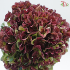 Hydrangea - Bicolour Cherry Pink & Green (Per Stem)