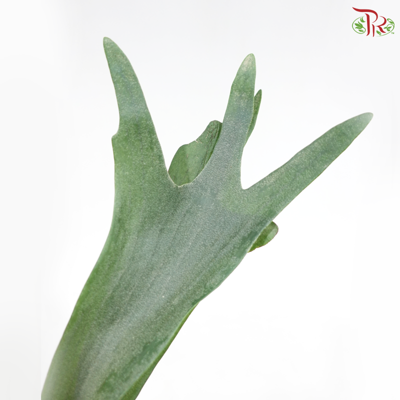 Staghorn Fern《鹿角蕨》