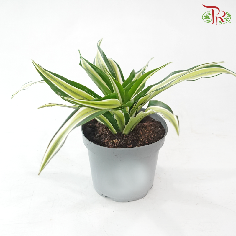 Dracaena  Fragrance Golden Sea 150P《铁树 巴西木》(Random Choose Plant)