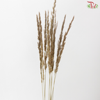 Calamagrostis Brachytricha (10 Stems)