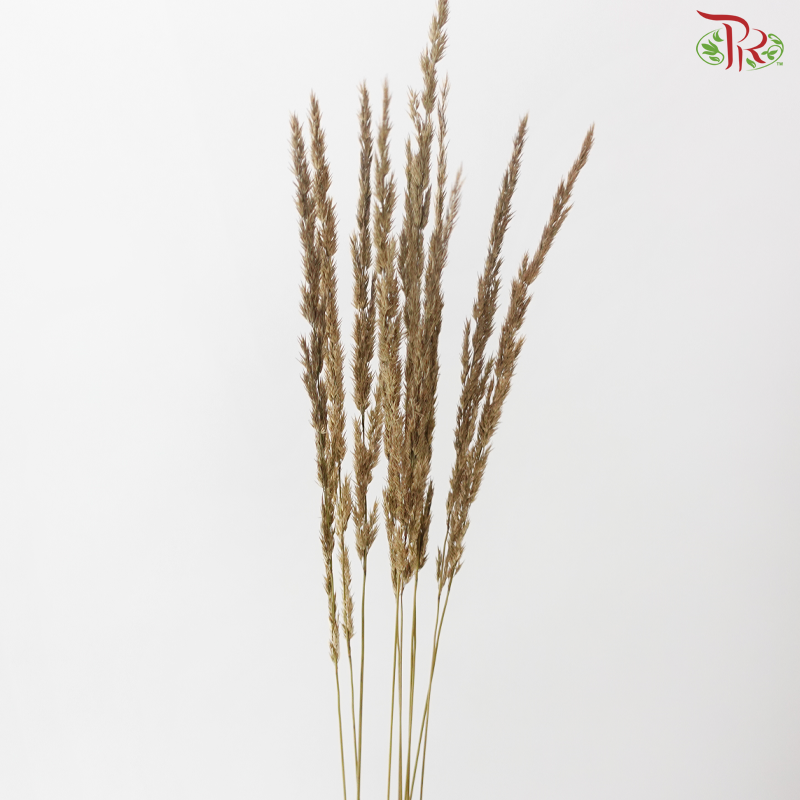 Calamagrostis Brachytricha (10 Stems)