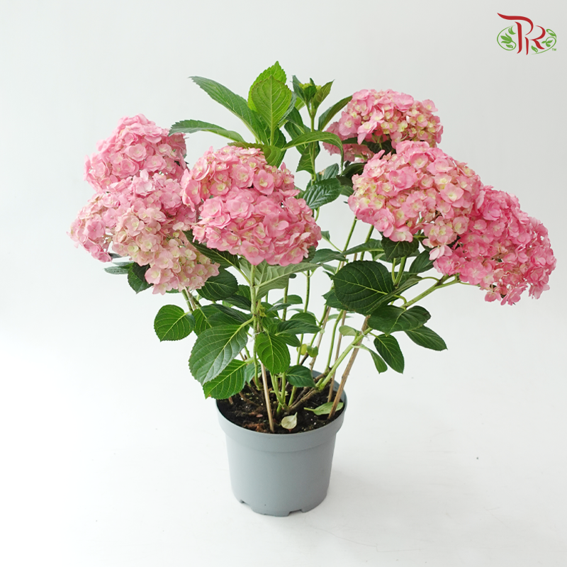 Hydrangea P190 Y05《绣球花》（Random Choose Color)