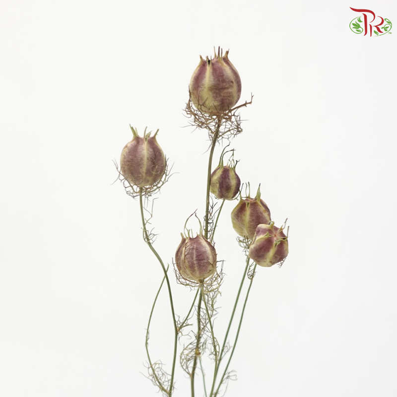 Dry Nigella Natural (Per Bunch)