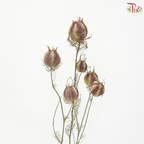 Dry Nigella Natural (Per Bunch)