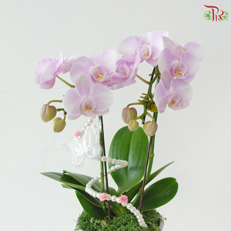 Papillon Orchid Orchids Arrangement