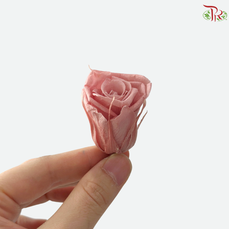 Preserved Roses - Mocha ( 21 Blooms )